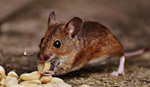 24 Hour & Emergency Exterminators in Saint Paul Island, AK